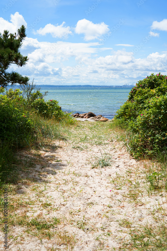Fototapeta premium Natural dune path with wild roses on the east coast of Denmark. Vertical background for travel and tourism.