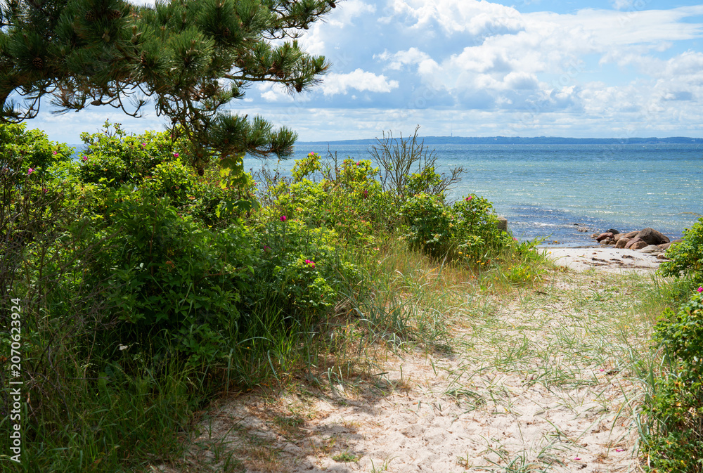 Fototapeta premium Natural dune path with wild roses on the east coast of Denmark. Background for travel and tourism.
