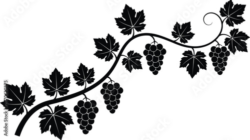 An elegant black and white illustration of a grapevine branch with ripe grape clusters.