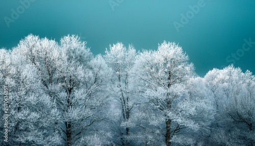 Frost Covered Trees Stand Starkly Against A Cool Muted Teal Background Evoking Winter S Stillness
