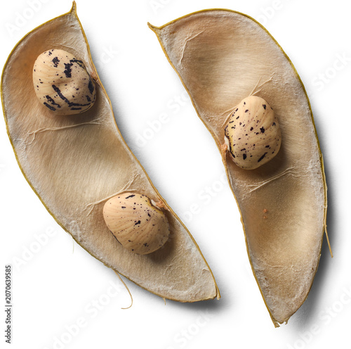 Photos two open dry bean pods isolated white background, raw speckled pinto beans in br