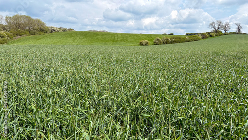 Crop of hybrid rye growing in a field in May, North Yorkshire, England, United Kingdom