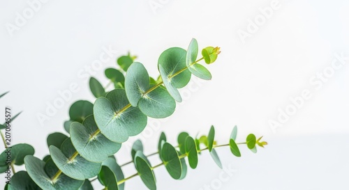 Vibrant eucalyptus sprig with delicate round leaves, showing botanical details and soft green tones against a bright, minimalist backdrop, white, sprig, plant