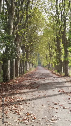 Autumn road trees on both sides