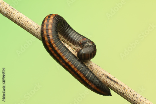 *Ommatoiulus sabulosus* insect on a small stick