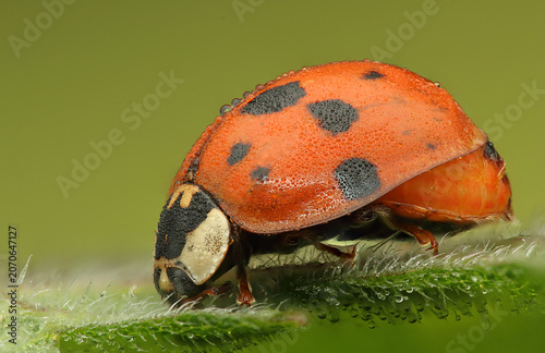 ladybug insect on a stick