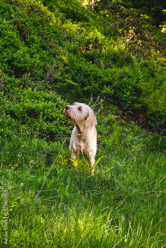 walking with the puppy, a pudelpointer with light coat, a hunting dog, in a green mountain forest at a summer day
