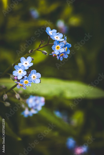 beautiful forget me not flowers in green grass 
