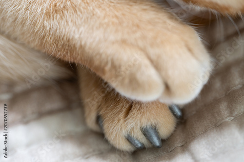 Cat paw with claws covered with plastic protector