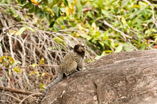 Photography chapada diamantina - little monkey