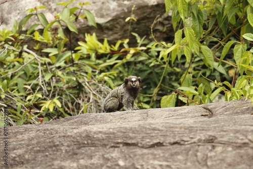 Photography chapada diamantina - little monkey