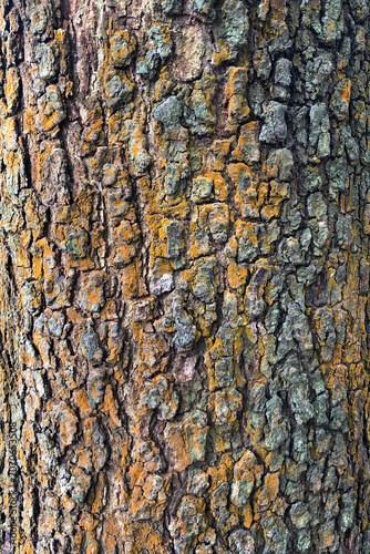 Natural Wood Bark Texture Background with Detailed Tree Surface Pattern