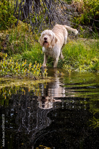 with the puppy, a pudelpointer with light coat, a hunting dog, at a pond in the mountain forest and a high moorland, at a summer day