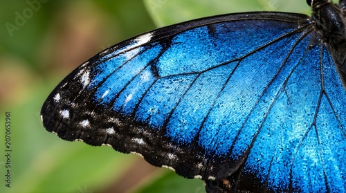 Extreme macro close up of a vibrant blue morpho butterfly wing showing intricate texture and patterns.