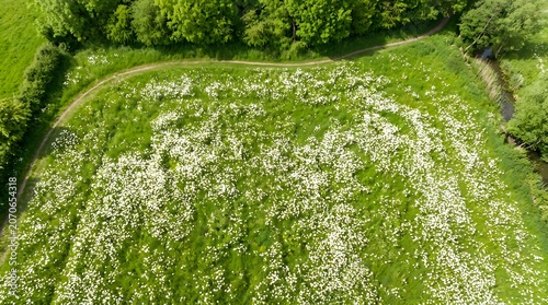 Aerial view of lush green meadow with white wildflowers and surrounding forest trees.