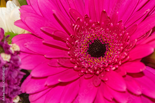 Gerbera rose fuchsia en macro – Gros plan d'une fleur éclatante