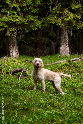 walking with the puppy, a pudelpointer with light coat, a hunting dog, in a green mountain forest at a summer day