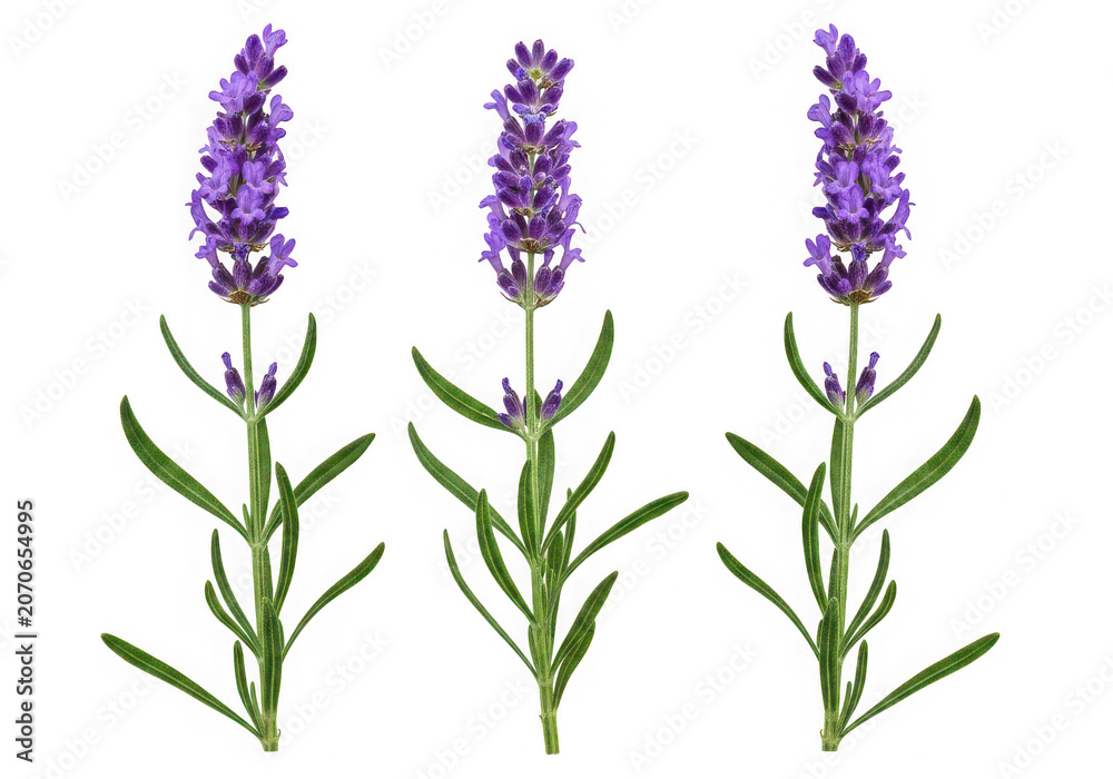 Obraz premium Three sprigs of fresh lavender isolated on transparent background
