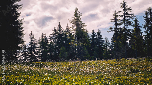 a high moorland with cotton grass in the mountain forest at a summer morning