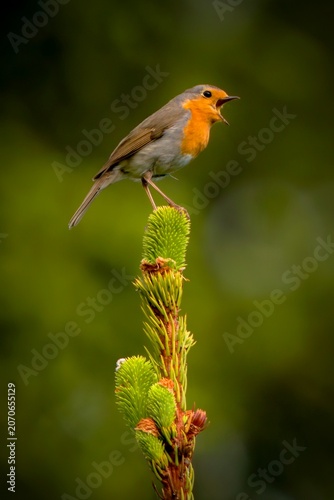 a loudly singing robin, erithacus rubecula, perched on a spruce in the morning