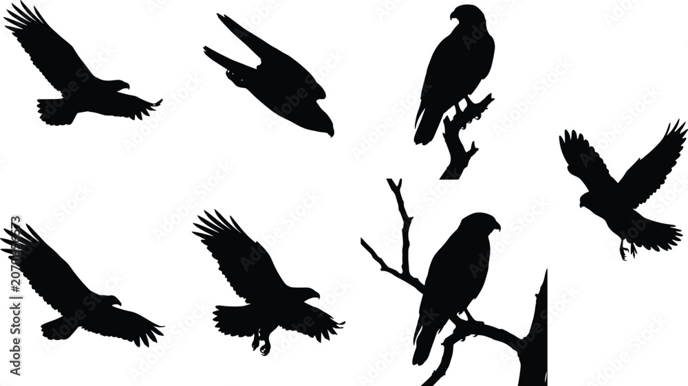 Naklejka premium Eagle Silhouette Collection with Flying Hunting and Perched Bird of Prey Poses