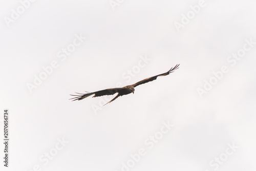 a flying red kite,milvus milvus, on the sky at a summer day