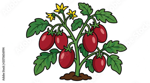 Fresh ripe tomatoes on plant stem.
