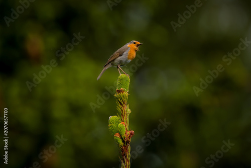 a loudly singing robin, erithacus rubecula, perched on a spruce in the morning