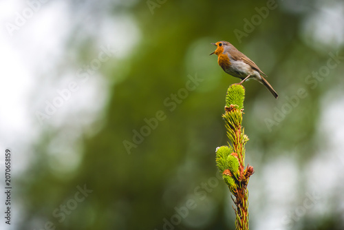 a loudly singing robin, erithacus rubecula, perched on a spruce in the morning