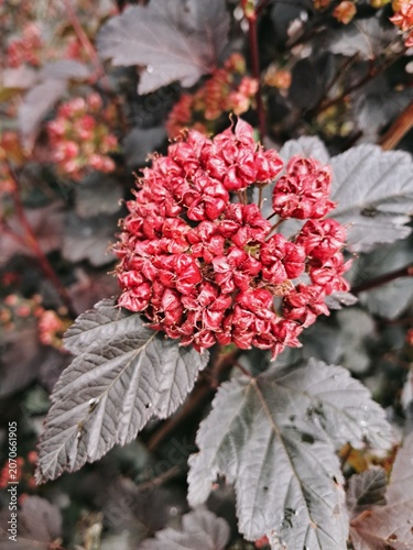 Red ripening seed pods and dark leaves of a common ninebark (Physocarpus opulifolius) shrub in a garden.