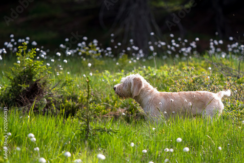 walking with the puppy, a pudelpointer with light coat, a hunting dog, on the mountain forest in a high moorland with cotton flowers, at a summer day 