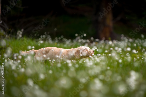 walking with the puppy, a pudelpointer with light coat, a hunting dog, on the mountain forest in a high moorland with cotton flowers, at a summer day 