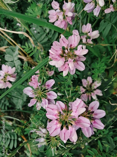 A close up shot of pink and purple crown vetch (Securigera varia) flowers blooming wild among green grass fields.