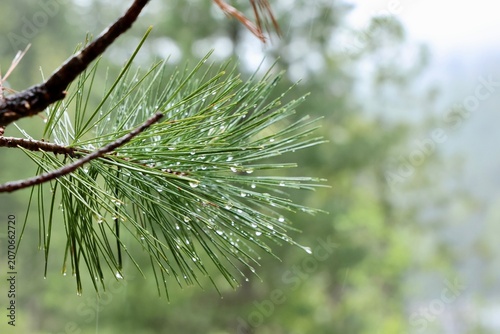 wet pine