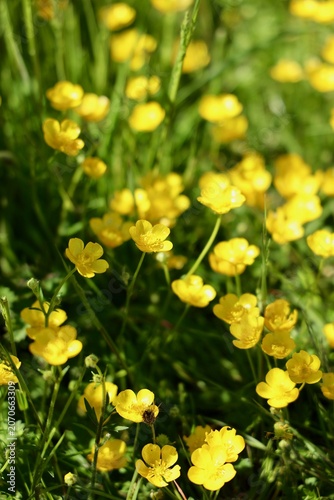 yellow flowers 