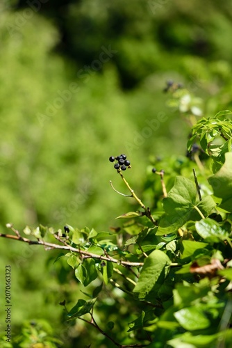 Black berries in the woods 