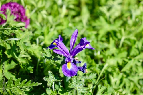 Purple Iris