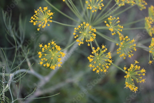 Photos dill inflorescence