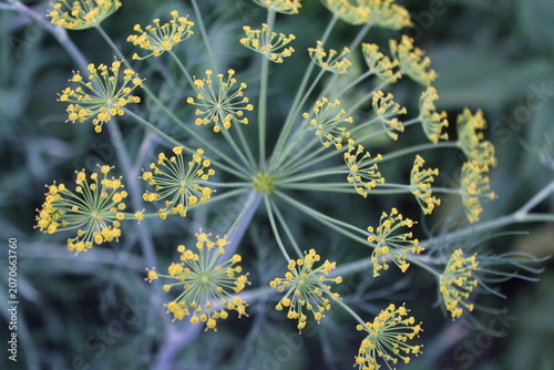 Принти на полотні dill inflorescence