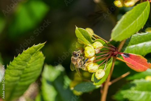 Seidenbiene an einer gelben Blüte zur Bestäubung
