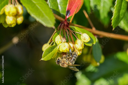 Seidenbiene an einer gelben Blüte zur Bestäubung