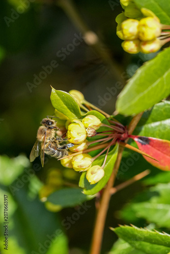 Seidenbiene an einer gelben Blüte zur Bestäubung