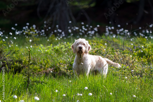 walking with the puppy, a pudelpointer with light coat, a hunting dog, on the mountain forest in a high moorland with cotton flowers, at a summer day 