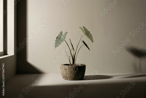 Alocasia zebrina houseplant in a rustic stone pot against a neutral beige wall with dramatic window shadows, symbolizing winter dormancy and rest.