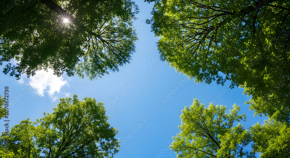 Fototapeta premium Green tree branches reaching toward blue sky with sunburst effect