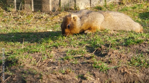 Fluffy marmot lies on the ground and searches for food in the green grass. Close up of a steppe bobak marmot basking under the spring sun in the zoo.