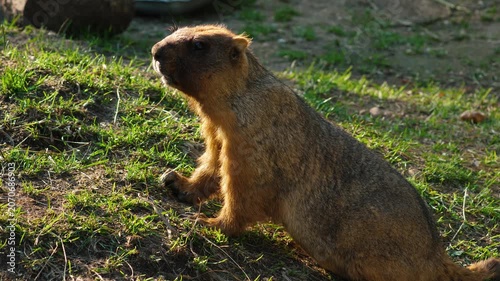 Steppe bobak marmot stands on its paws and looks around carefully. Fluffy rodent on a green slope basking in the sun at the zoo.