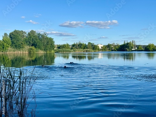 Konstfotografi Three boys swimming in a calm forest lake surrounded by dense greenery, reflecti