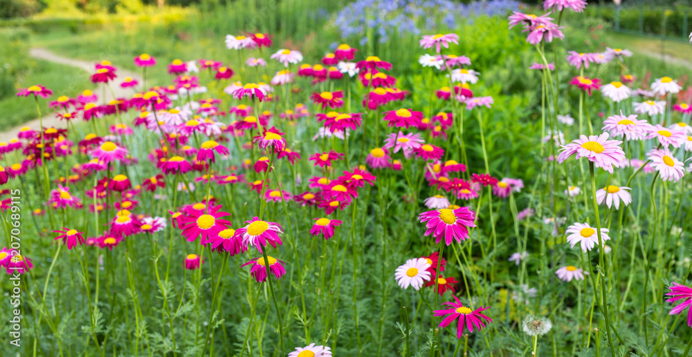 Obraz premium Colorful flower garden with pink Pyrethrum flowers in full bloom