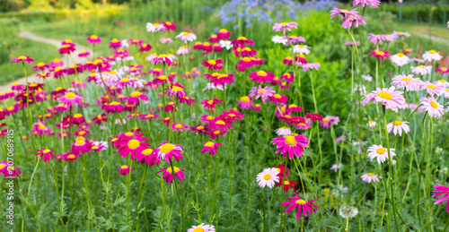 Colorful flower garden with pink Pyrethrum flowers in full bloom